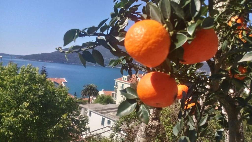 הרצג-נובי House Orange Apartments מראה חיצוני תמונה